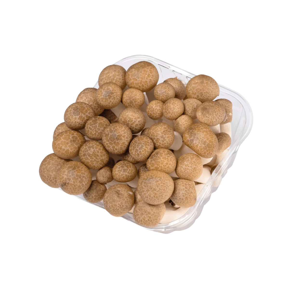 יחידות 2 – פטריות שימג'י חומות